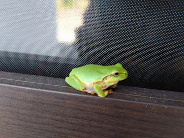 アマガエル